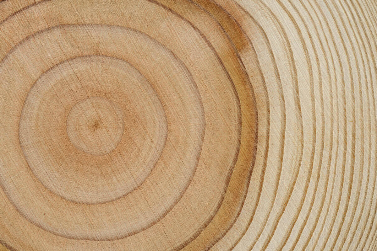 tree rings show growth patience passage of time